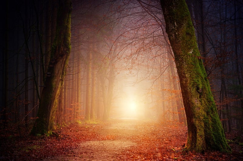 Forest Light
